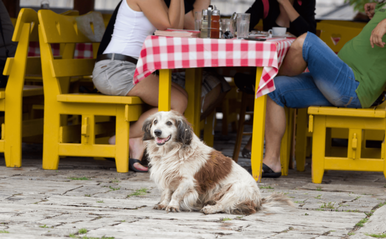 Consejos para ofrecer un alojamiento pet-friendly