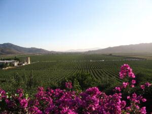 Fotografía del Valle de Guadalupe