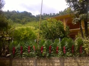 Casa en Zongolica, Veracruz rodeada de vegetación.