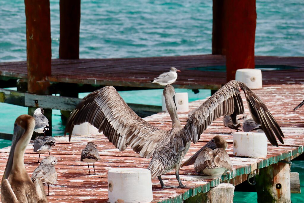 Rentar mi casa en Puerto Morelos