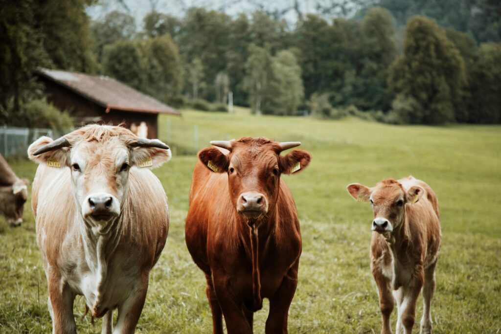 Tres vacas en un alojamiento rural